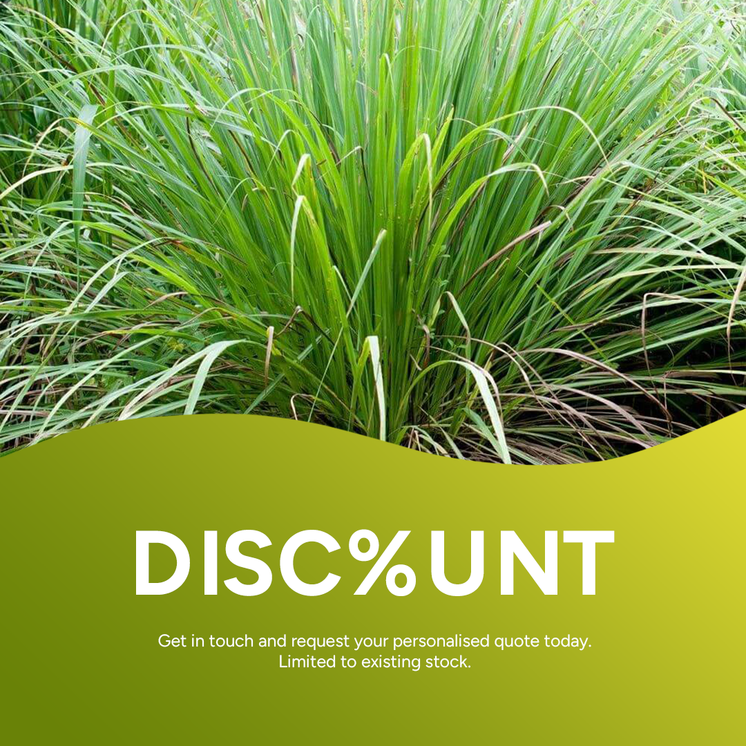 Lemongrass Organic Essential Oil