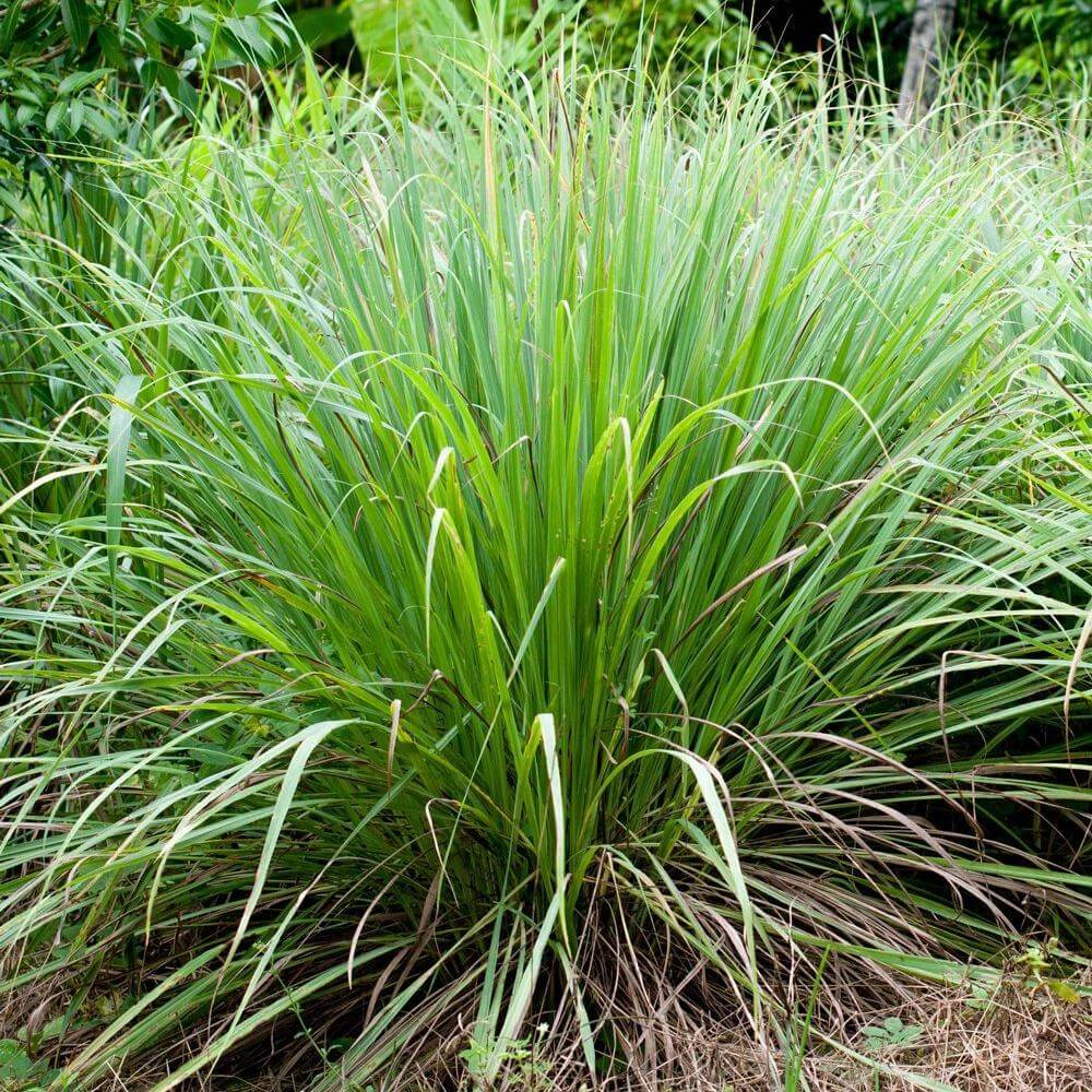 Lemongrass Organic Essential Oil Sample