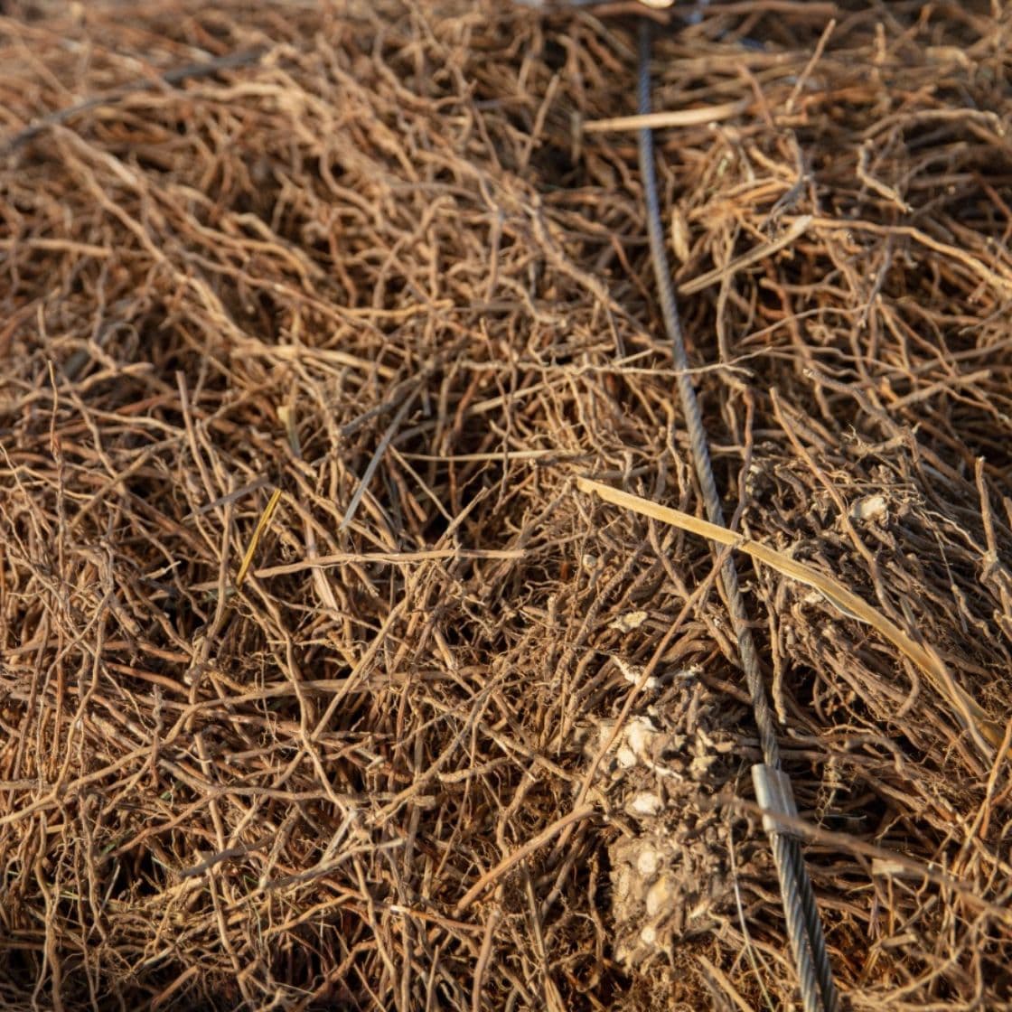 Vetiver Organic Essential Oil