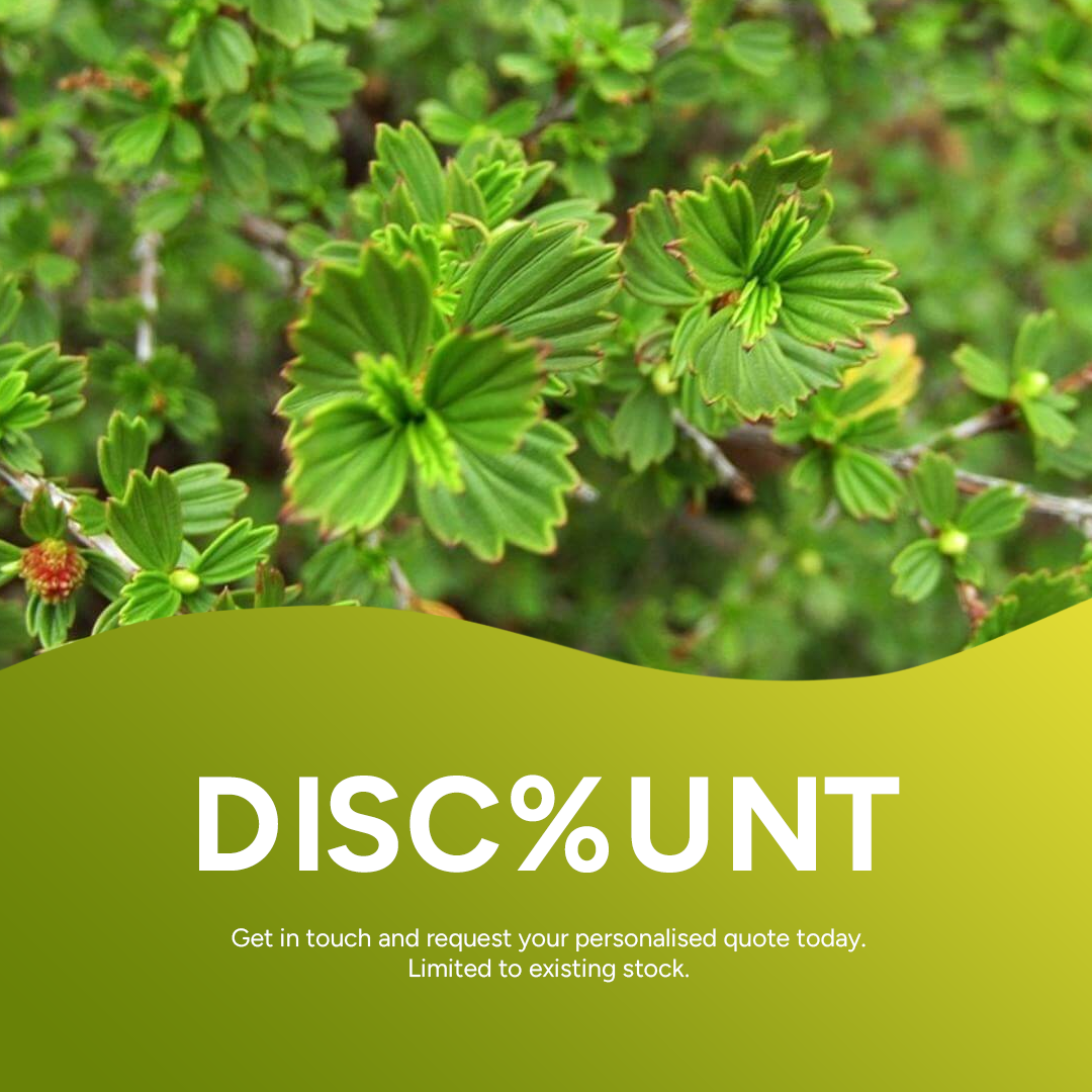 Resurrection Bush Organic Essential Oil