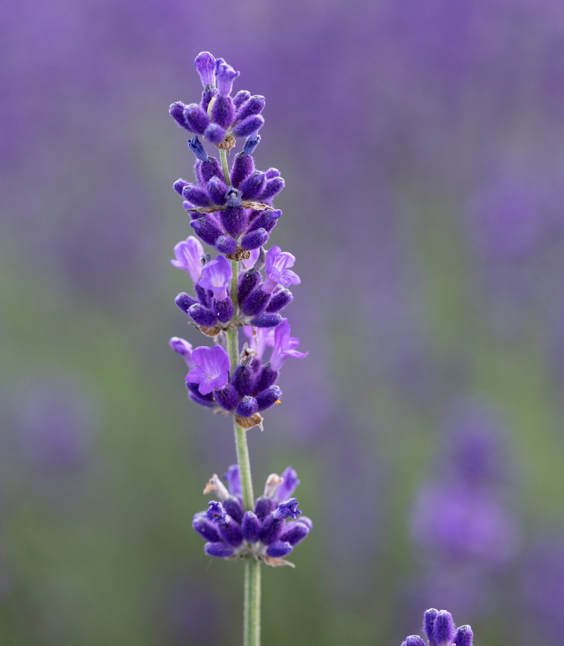 Organic Essential Oils
