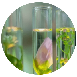 Natural and Chemical-Free