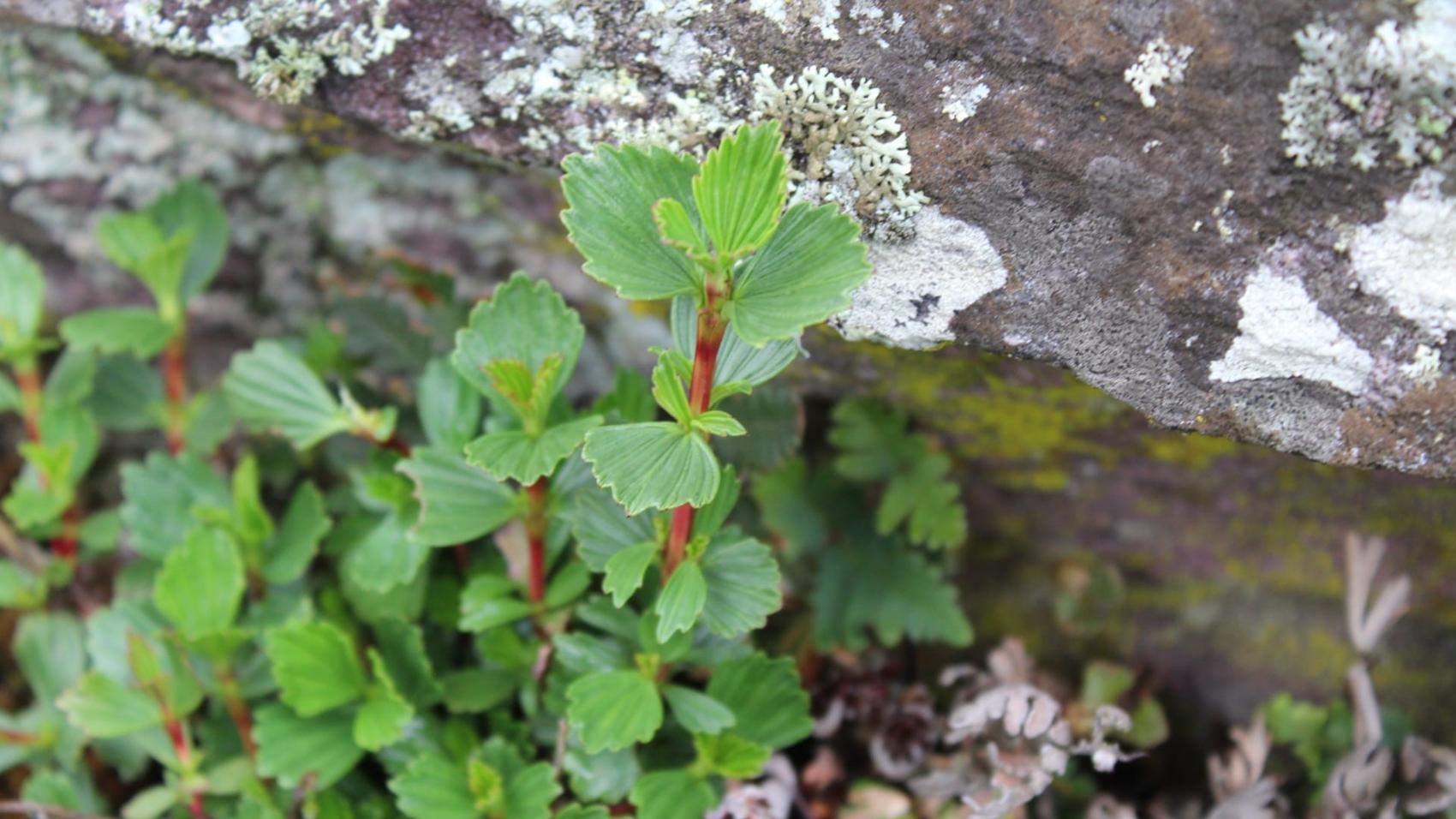 Resurrection Bush 