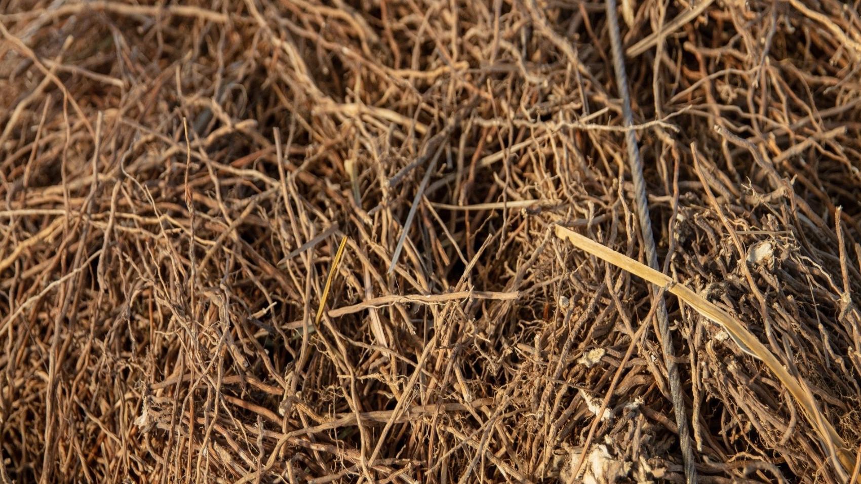 Vetiver 