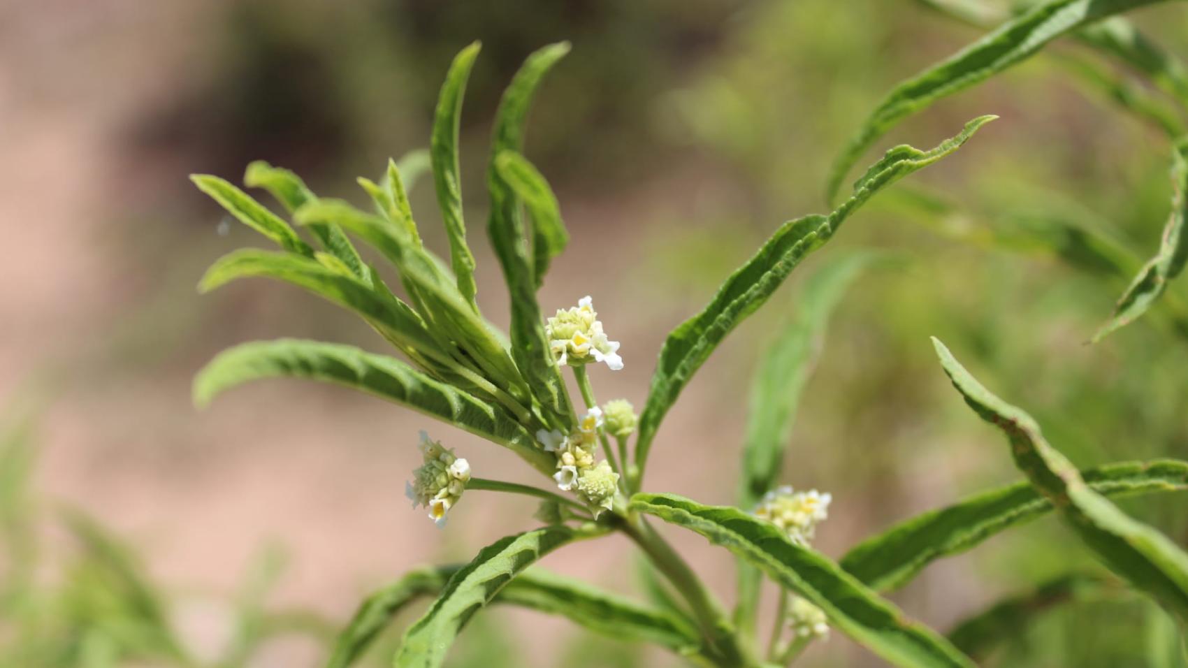 Wild Verbena